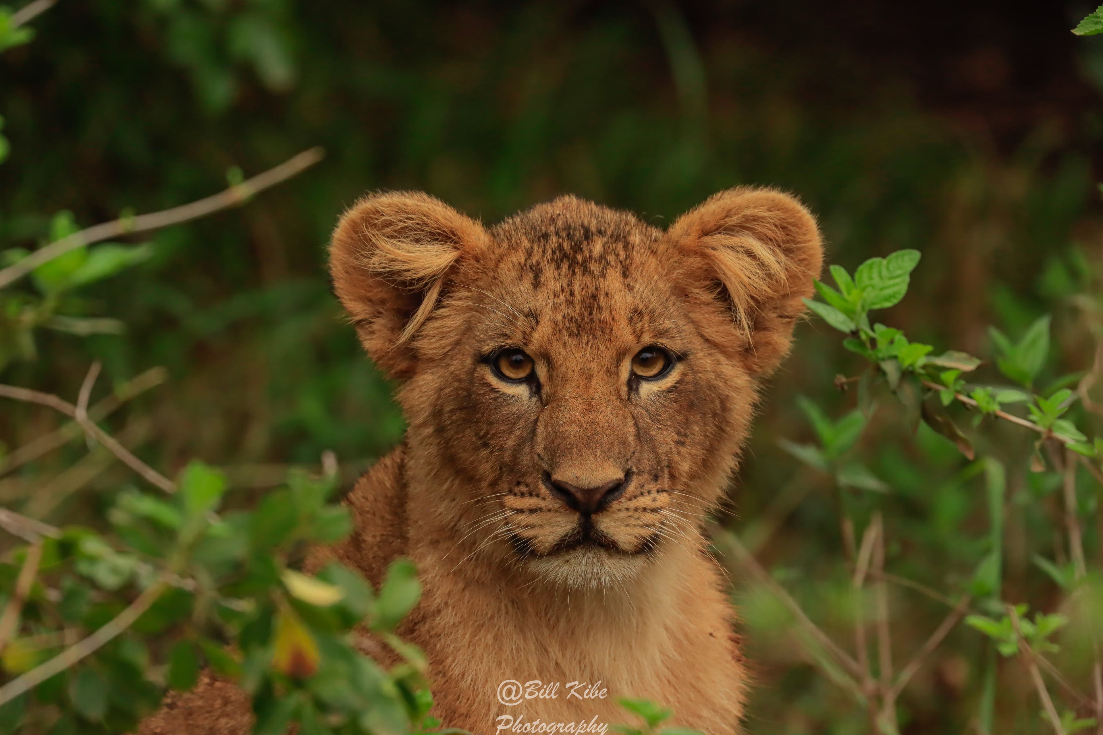 Ol Pejeta