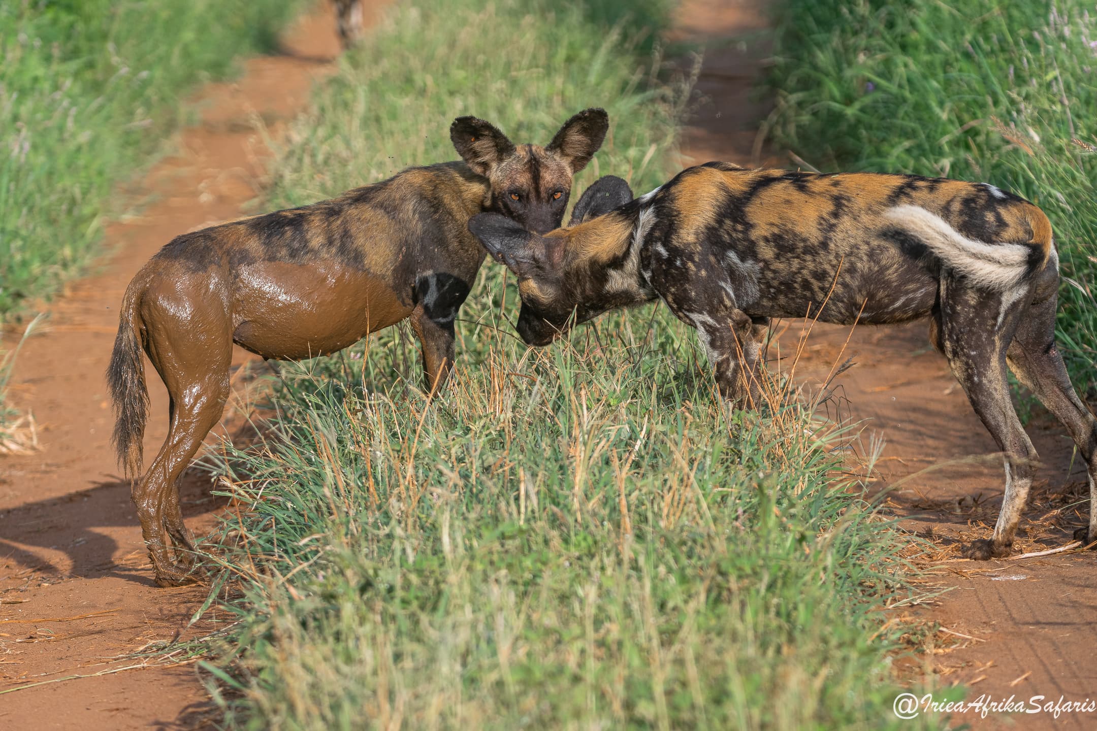 Laikipia
