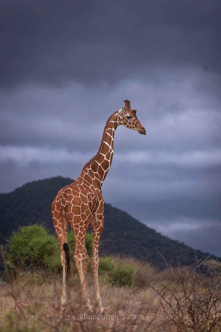 Samburu