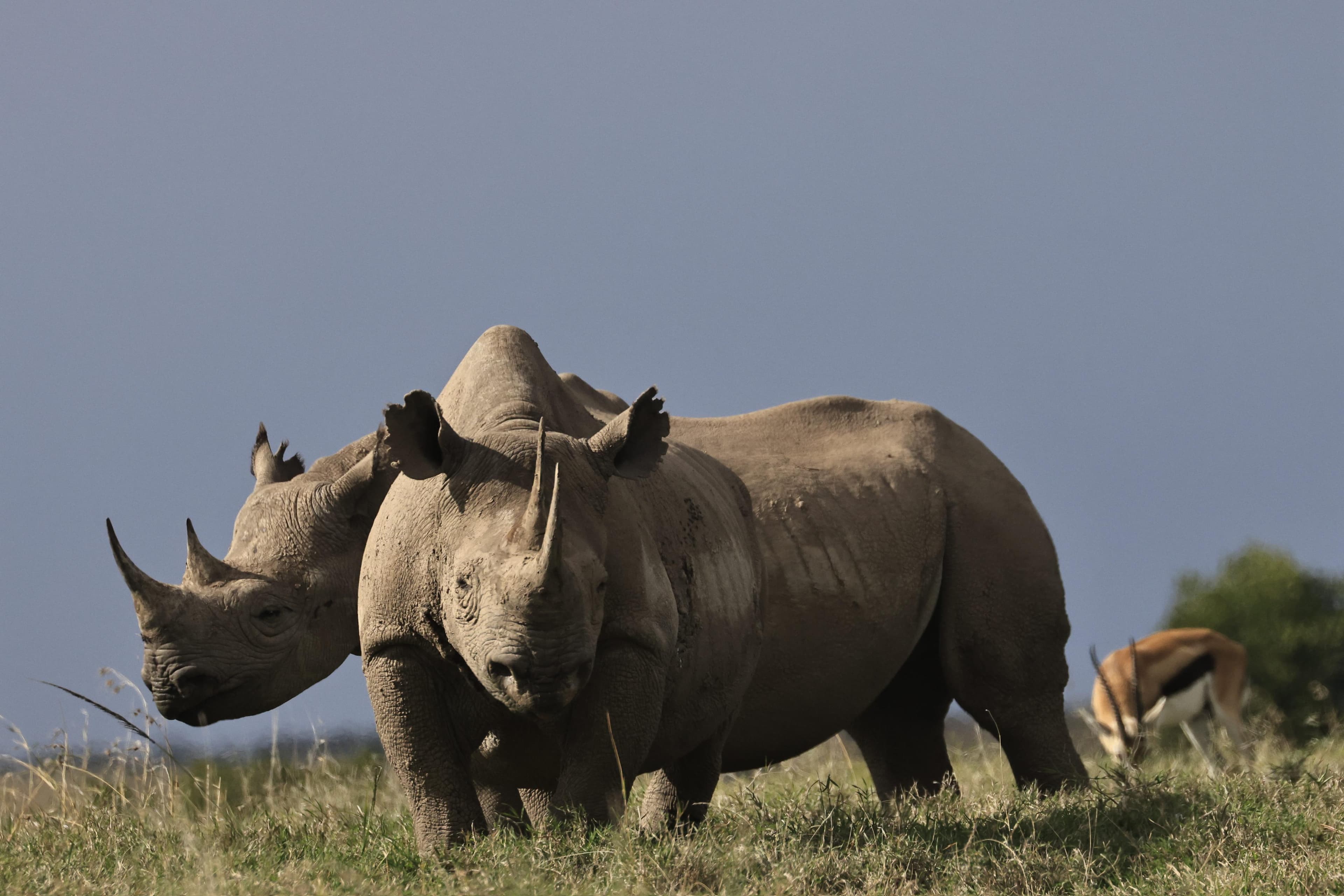 About Bundutrek Safaris