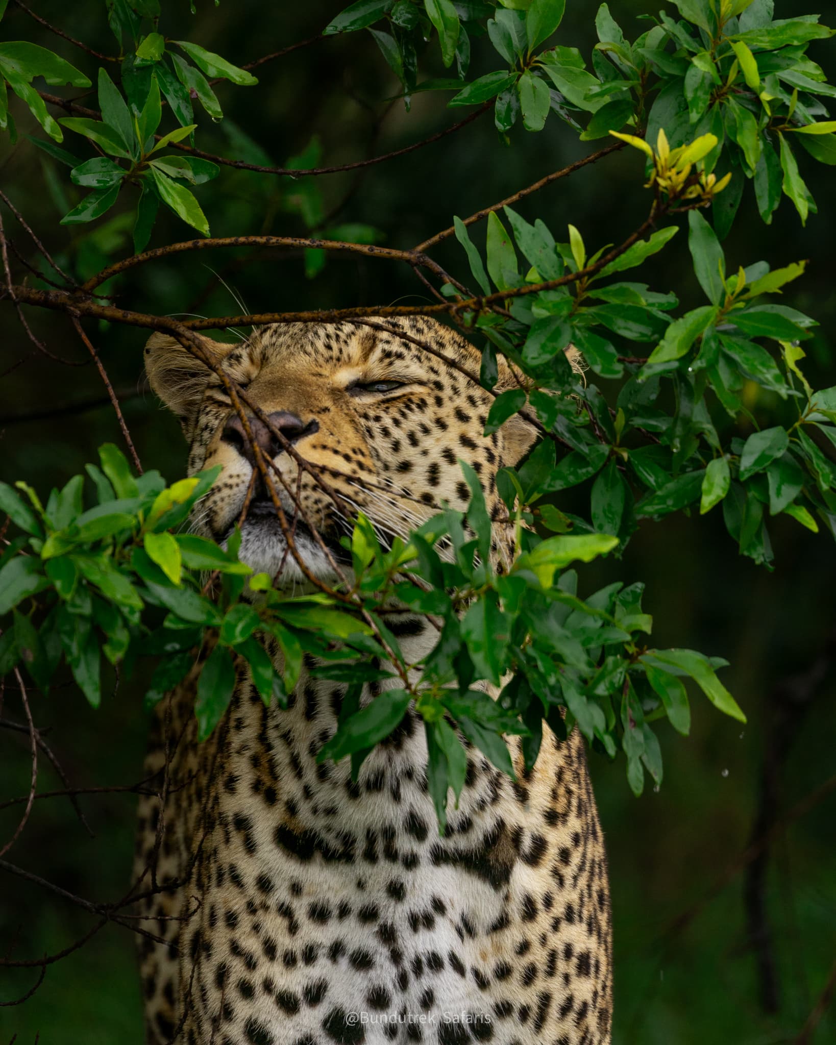 BIG CATS OF MARA