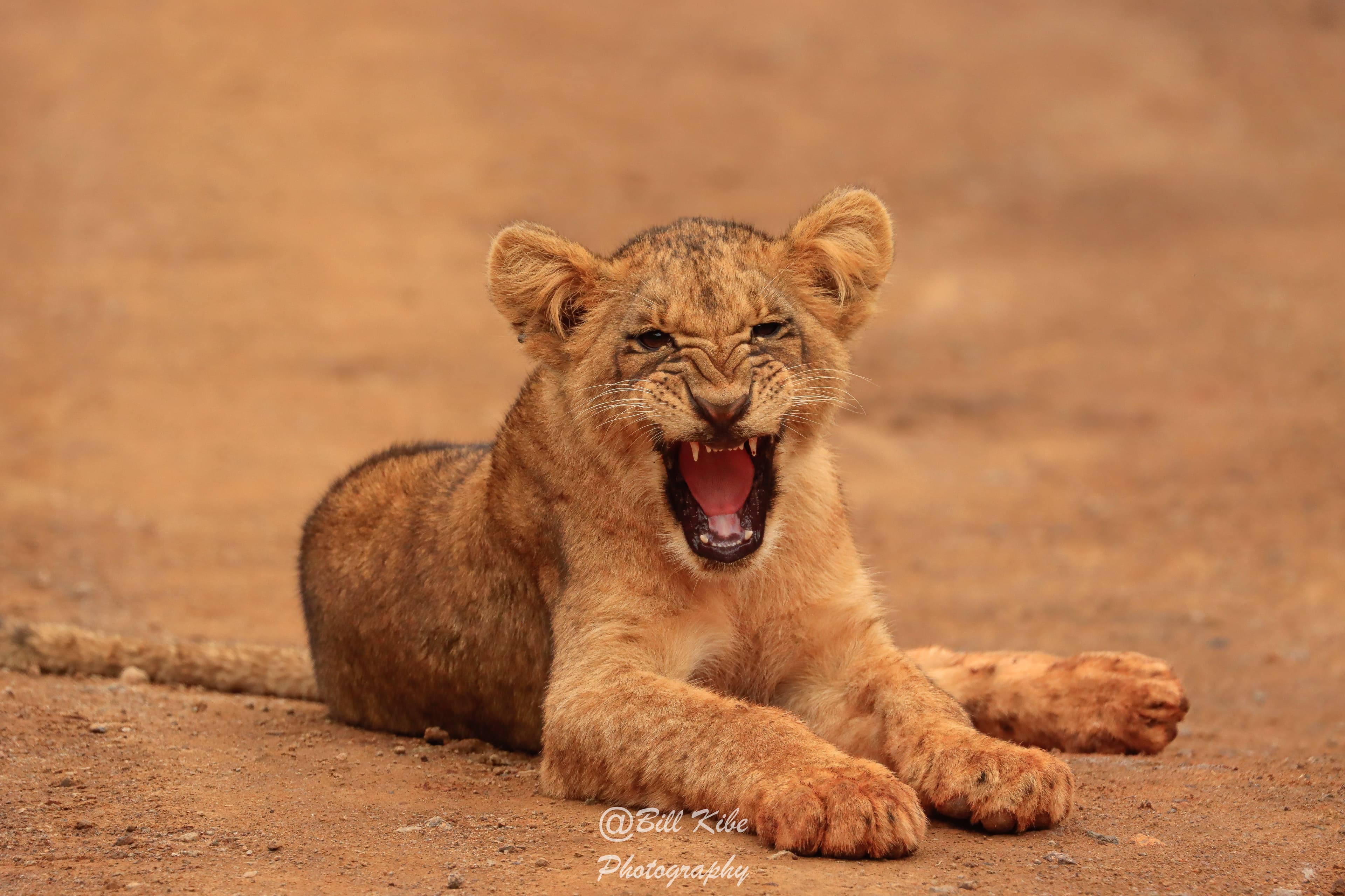 Wildlife Encounters